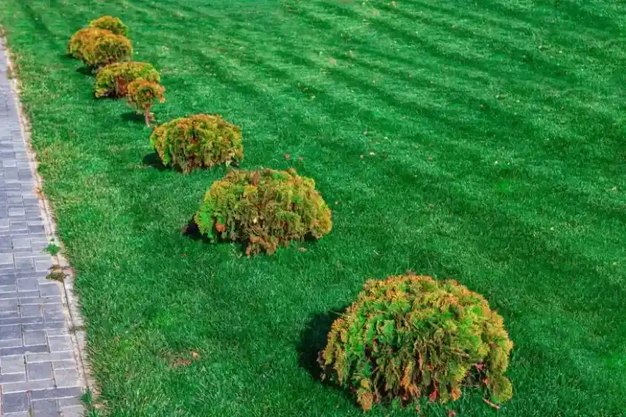 How Shrub Trimming Enhances Plant Health And Growth in Greenville NC How Shrub Trimming Enhances Plant Health And Growth in Greenville NC