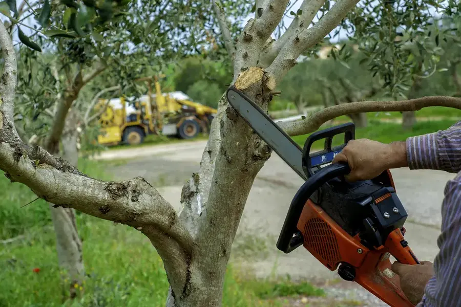 How Tree Trimming Service Enhances Yard Safety And Appearance Greenville NC How Tree Trimming Service Enhances Yard Safety And Appearance Greenville NC
