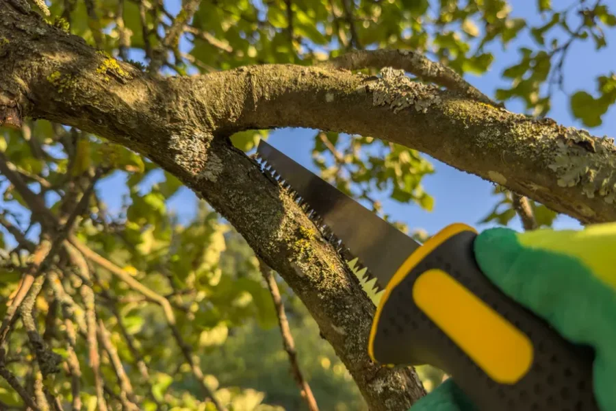 Local Tree Trimming Service Greenville NC Local Tree Trimming Service Greenville NC