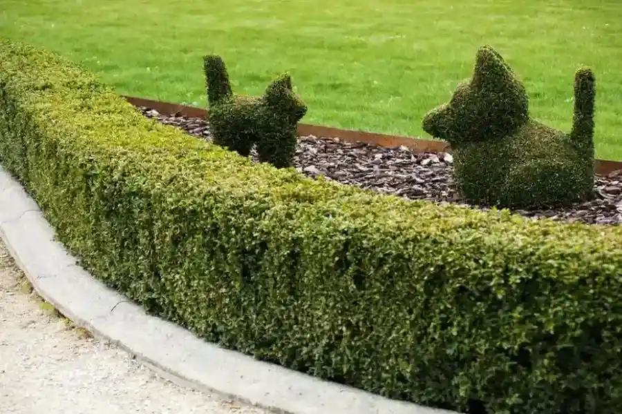 Professional Shrub Trimming Greenville NC Professional Shrub Trimming Greenville NC