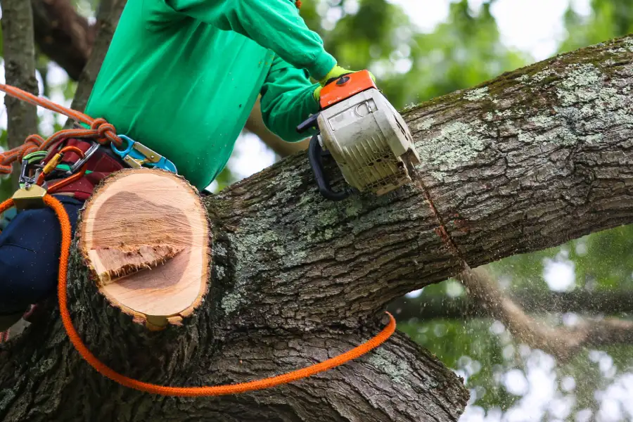 Reliable Tree Trimming Service Greenville NC Reliable Tree Trimming Service Greenville NC